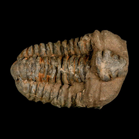 3.1" Flexicalymene Trilobite Fossil Ordovician Age Tazzarine Region Morocco COA - Fossil Age Minerals