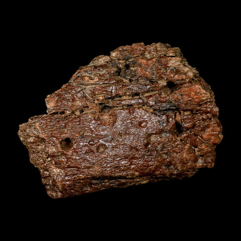 6.1" Ichthyosaurus Fossil Bone Section Dorset England Jurassic Marine Reptile COA