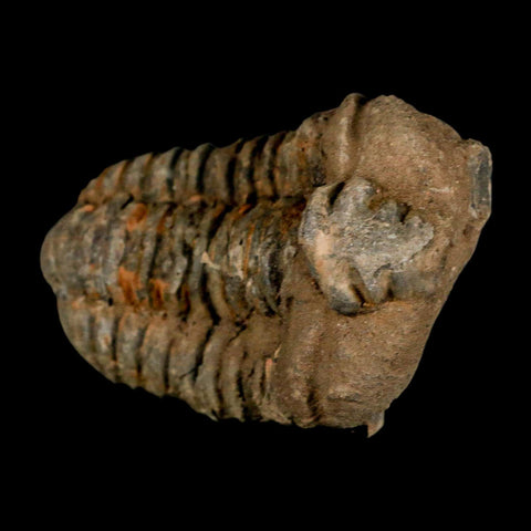 3.1" Flexicalymene Trilobite Fossil Ordovician Age Tazzarine Region Morocco COA - Fossil Age Minerals