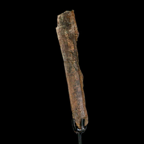 6.5" Pachycephalosaurus Fossil Rib Bite Mark Cretaceous Dinosaur Hell Creek MT COA - Fossil Age Minerals