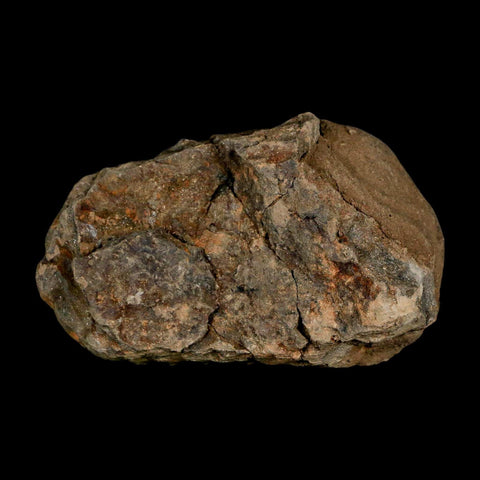 3.1" Flexicalymene Trilobite Fossil Ordovician Age Tazzarine Region Morocco COA - Fossil Age Minerals