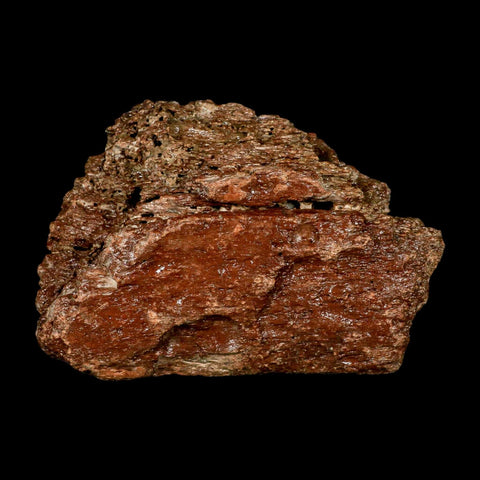 6.1" Ichthyosaurus Fossil Bone Section Dorset England Jurassic Marine Reptile COA