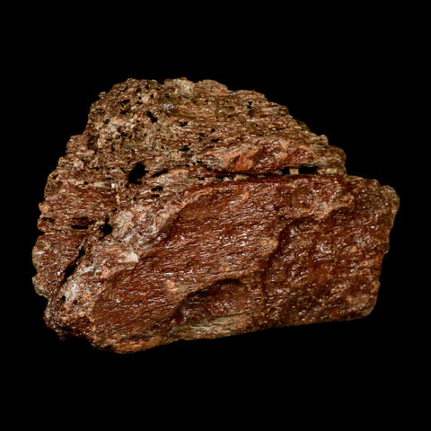 6.1" Ichthyosaurus Fossil Bone Section Dorset England Jurassic Marine Reptile COA