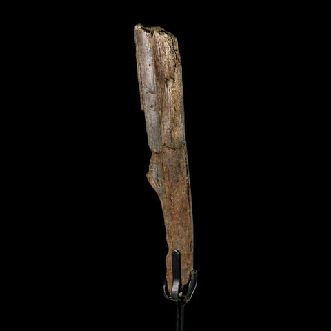 6.5" Pachycephalosaurus Fossil Rib Bite Mark Cretaceous Dinosaur Hell Creek MT COA - Fossil Age Minerals