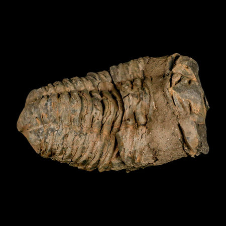 4" Flexicalymene Trilobite Fossil Ordovician Age Tazzarine Region Morocco COA