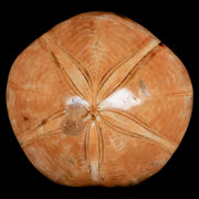 74MM Pygurus Marmonti Sea Urchin Fossil Sand Dollar Jurassic Age Madagascar