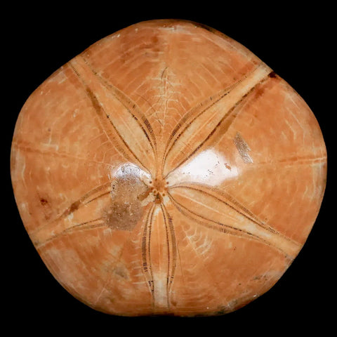 74MM Pygurus Marmonti Sea Urchin Fossil Sand Dollar Jurassic Age Madagascar - Fossil Age Minerals