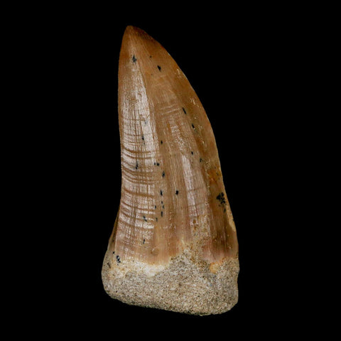 XL 2.1" Tylosaurus Mosasaur Fossil Tooth Cretaceous Dinosaur Era COA, Stand - Fossil Age Minerals