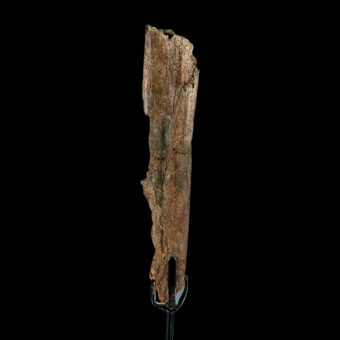 6.5" Pachycephalosaurus Fossil Rib Bite Mark Cretaceous Dinosaur Hell Creek MT COA - Fossil Age Minerals