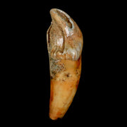 1.9" Extinct Cave Bear Ursus Spelaeus Incisor Tooth Rooted Pleistocene Age COA, Stand