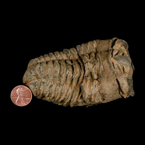4" Flexicalymene Trilobite Fossil Ordovician Age Tazzarine Region Morocco COA - Fossil Age Minerals