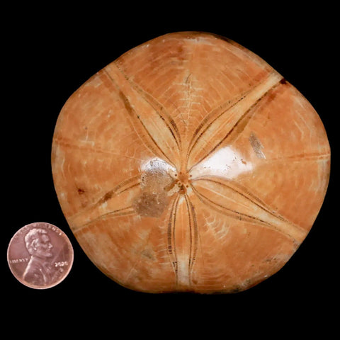 74MM Pygurus Marmonti Sea Urchin Fossil Sand Dollar Jurassic Age Madagascar - Fossil Age Minerals
