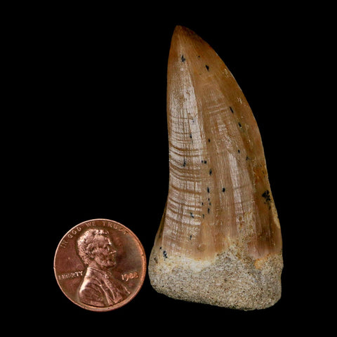 XL 2.1" Tylosaurus Mosasaur Fossil Tooth Cretaceous Dinosaur Era COA, Stand - Fossil Age Minerals
