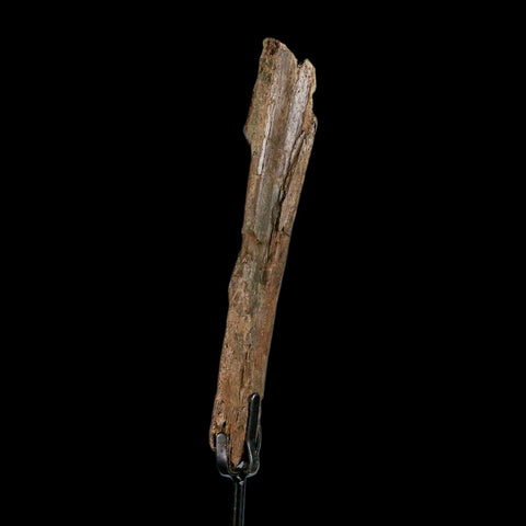 6.5" Pachycephalosaurus Fossil Rib Bite Mark Cretaceous Dinosaur Hell Creek MT COA - Fossil Age Minerals