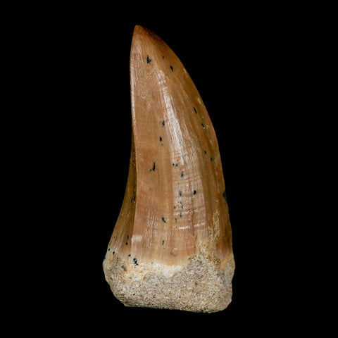 XL 2.1" Tylosaurus Mosasaur Fossil Tooth Cretaceous Dinosaur Era COA, Stand - Fossil Age Minerals