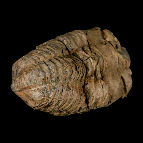 4" Flexicalymene Trilobite Fossil Ordovician Age Tazzarine Region Morocco COA - Fossil Age Minerals