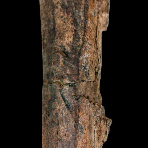 6.5" Pachycephalosaurus Fossil Rib Bite Mark Cretaceous Dinosaur Hell Creek MT COA - Fossil Age Minerals