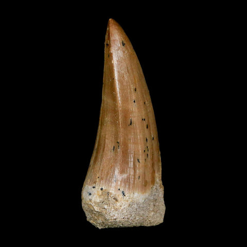 XL 2.1" Tylosaurus Mosasaur Fossil Tooth Cretaceous Dinosaur Era COA, Stand - Fossil Age Minerals