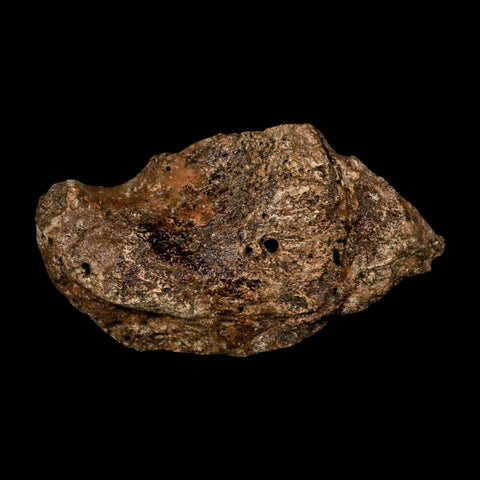 5.6" Ichthyosaurus Fossil Bone Section Dorset England Jurassic Marine Reptile COA