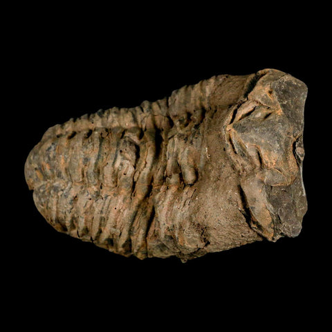 4" Flexicalymene Trilobite Fossil Ordovician Age Tazzarine Region Morocco COA - Fossil Age Minerals