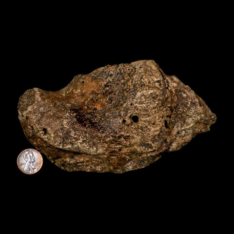 5.6" Ichthyosaurus Fossil Bone Section Dorset England Jurassic Marine Reptile COA