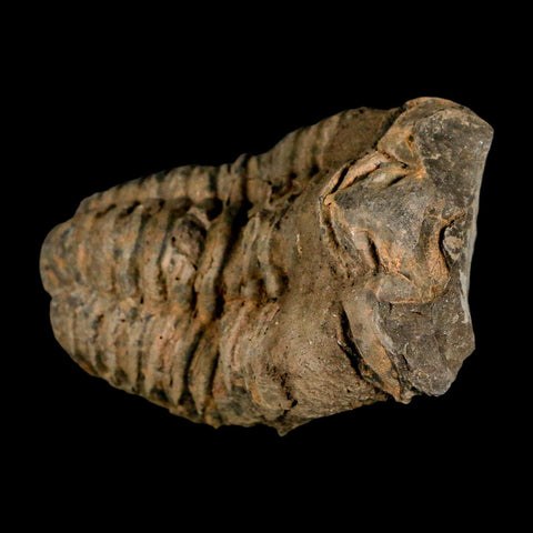 4" Flexicalymene Trilobite Fossil Ordovician Age Tazzarine Region Morocco COA - Fossil Age Minerals