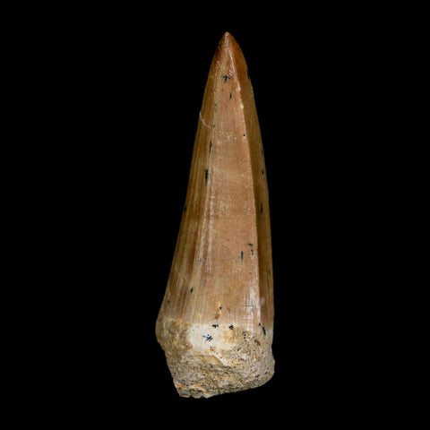 XL 2.1" Tylosaurus Mosasaur Fossil Tooth Cretaceous Dinosaur Era COA, Stand - Fossil Age Minerals