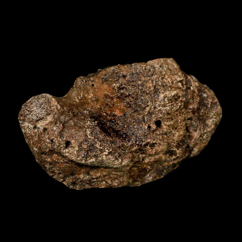 5.6" Ichthyosaurus Fossil Bone Section Dorset England Jurassic Marine Reptile COA