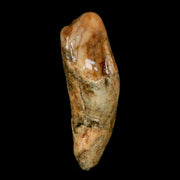 1.9" Extinct Cave Bear Ursus Spelaeus Incisor Tooth Rooted Pleistocene Age COA, Stand