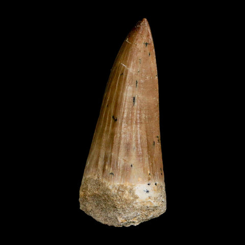 XL 2.1" Tylosaurus Mosasaur Fossil Tooth Cretaceous Dinosaur Era COA, Stand - Fossil Age Minerals