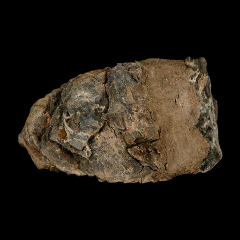 4" Flexicalymene Trilobite Fossil Ordovician Age Tazzarine Region Morocco COA - Fossil Age Minerals