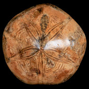 XL 78MM Pygurus Marmonti Sea Urchin Fossil Sand Dollar Jurassic Age Madagascar