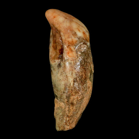1.9" Extinct Cave Bear Ursus Spelaeus Incisor Tooth Rooted Pleistocene Age COA, Stand