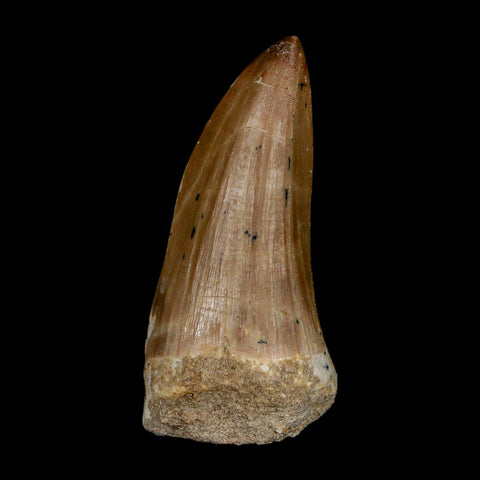 XL 2.1" Tylosaurus Mosasaur Fossil Tooth Cretaceous Dinosaur Era COA, Stand - Fossil Age Minerals
