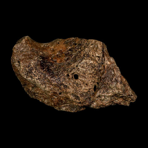 5.6" Ichthyosaurus Fossil Bone Section Dorset England Jurassic Marine Reptile COA