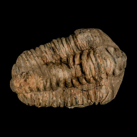3.8" Flexicalymene Trilobite Fossil Ordovician Age Tazzarine Region Morocco COA - Fossil Age Minerals