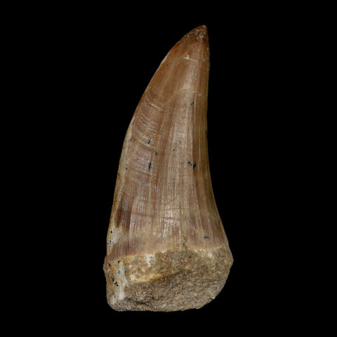 XL 2.1" Tylosaurus Mosasaur Fossil Tooth Cretaceous Dinosaur Era COA, Stand - Fossil Age Minerals