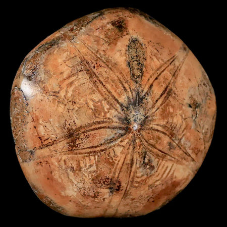 XL 78MM Pygurus Marmonti Sea Urchin Fossil Sand Dollar Jurassic Age Madagascar