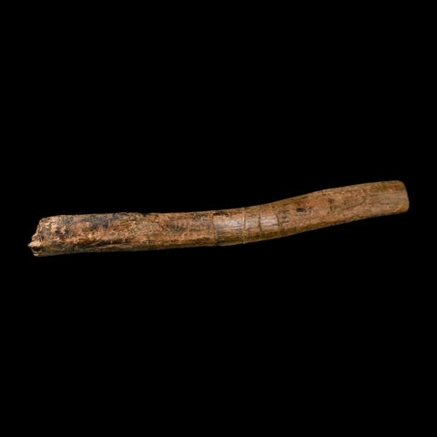 14.2" Triceratops Fossil Rib Bone Hell Creek FM Cretaceous Dinosaur Montana COA - Fossil Age Minerals