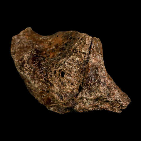 5.6" Ichthyosaurus Fossil Bone Section Dorset England Jurassic Marine Reptile COA