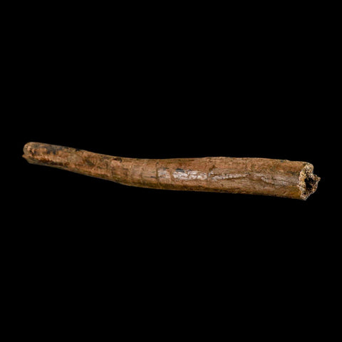 14.2" Triceratops Fossil Rib Bone Hell Creek FM Cretaceous Dinosaur Montana COA - Fossil Age Minerals