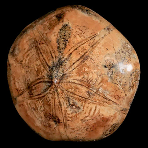 XL 78MM Pygurus Marmonti Sea Urchin Fossil Sand Dollar Jurassic Age Madagascar - Fossil Age Minerals