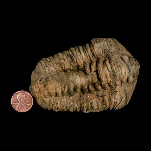 3.8" Flexicalymene Trilobite Fossil Ordovician Age Tazzarine Region Morocco COA - Fossil Age Minerals