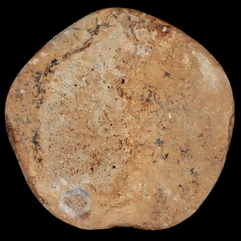 XL 78MM Pygurus Marmonti Sea Urchin Fossil Sand Dollar Jurassic Age Madagascar - Fossil Age Minerals