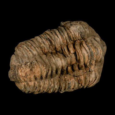 3.8" Flexicalymene Trilobite Fossil Ordovician Age Tazzarine Region Morocco COA - Fossil Age Minerals