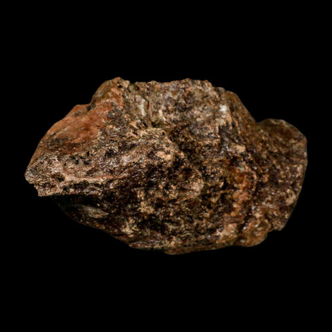 5.6" Ichthyosaurus Fossil Bone Section Dorset England Jurassic Marine Reptile COA