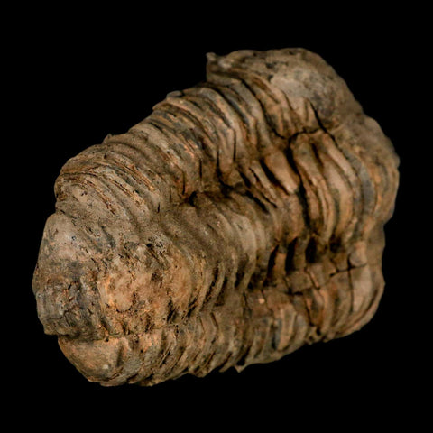 3.8" Flexicalymene Trilobite Fossil Ordovician Age Tazzarine Region Morocco COA - Fossil Age Minerals