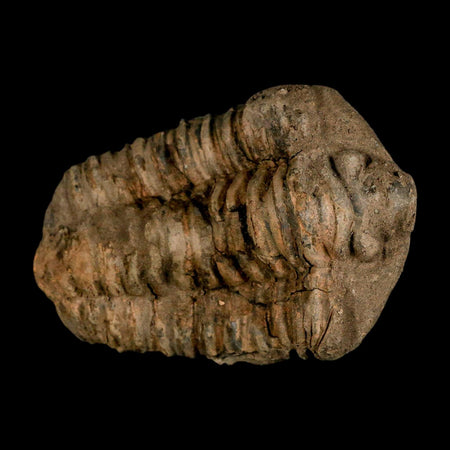 3.8" Flexicalymene Trilobite Fossil Ordovician Age Tazzarine Region Morocco COA