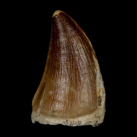 1.9" Mosasaur Prognathodon Fossil Tooth Cretaceous Dinosaur Era COA & Stand