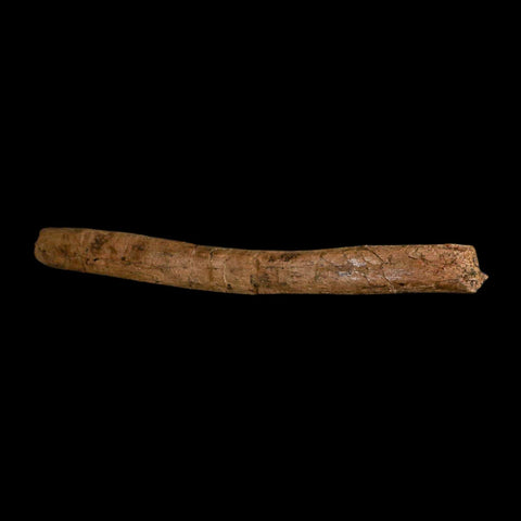 14.2" Triceratops Fossil Rib Bone Hell Creek FM Cretaceous Dinosaur Montana COA - Fossil Age Minerals